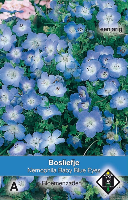 Nemophila Baby Blue Eyes Haagbloem