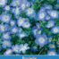 Nemophila Baby Blue Eyes Haagbloem