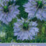 Nigella Miss Jekyll Blauw