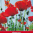 Papaver rhoeas Grote Klaproos