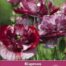 Papaver rhoeas Pandore Klaproos