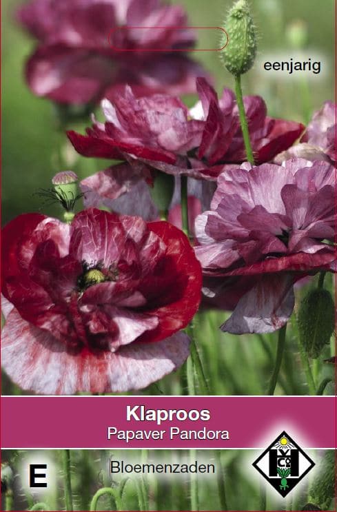 Papaver rhoeas Pandore Klaproos