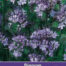 Phacelia tanacetifolia Bijenvoer