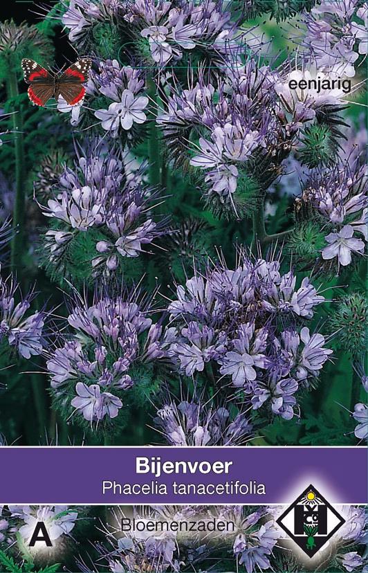 Phacelia tanacetifolia Bijenvoer
