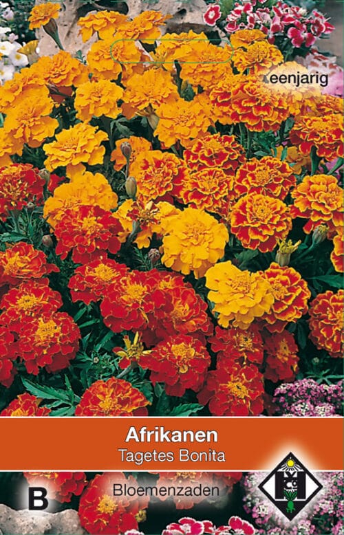 Tagetes nana Bonita Afrikanen