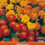 Tagetes nana Bonita Afrikanen