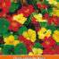 Tropaeolum Whirlybird Mix Oost-Indische Kers