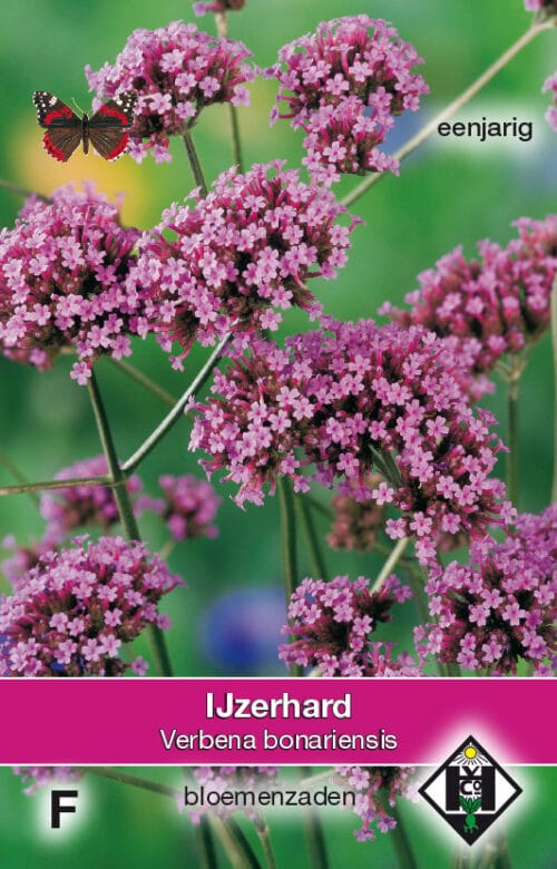 Verbena bonariensis