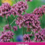Verbena bonariensis