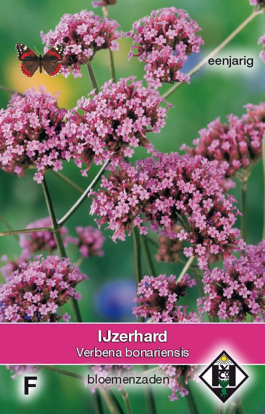 Verbena bonariensis