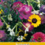 Tuinboeket voor vlinders