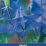 Aquilegia vulgaris Akelei