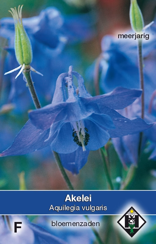 Aquilegia vulgaris Akelei