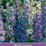 Delphinium Pacific Giant Ridderspoor