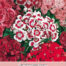 Dianthus Florist Mengsel Duizendschoon