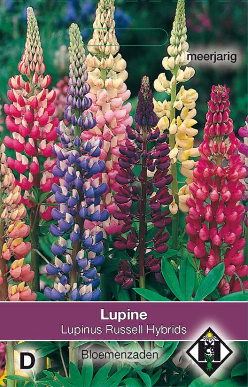 Lupine Russell Hybrids