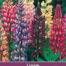 Lupine Russell Hybrids