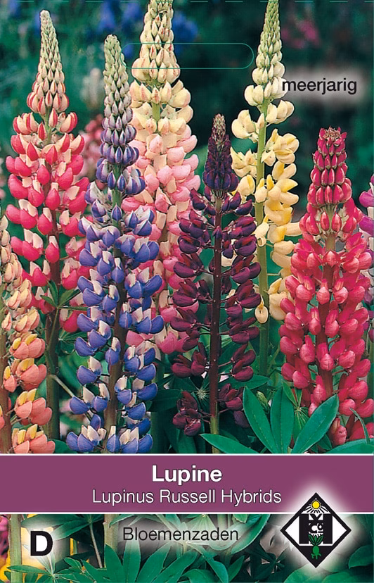 Lupine Russell Hybrids