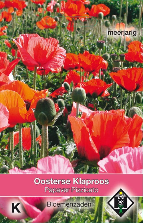 Papaver Pizzicato Oosterse Klaproos