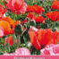 Papaver Pizzicato Oosterse Klaproos
