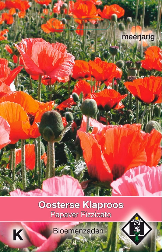 Papaver Pizzicato Oosterse Klaproos