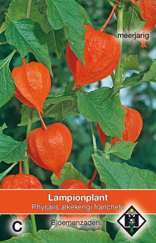 Physalis franchetii Lampionplant