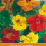 Tropaeolum Gleam Hybrids Mix Oost-Indische Kers