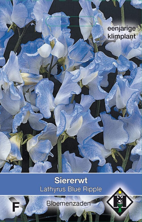 Lathyrus Blue Ripple Siererwt