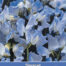 Lathyrus Blue Ripple Siererwt