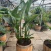 3/4 portvat beplant met Strelitzia augusta (Paradijsvogelplant)