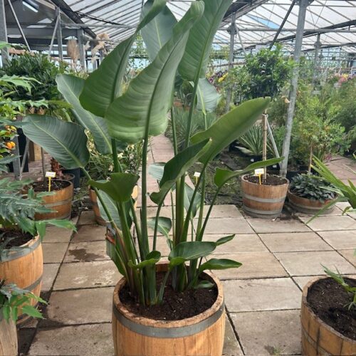 Strelitzia augusta (Paradijsvogelplant)