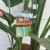 Strelitzia augusta (Paradijsvogelplant)