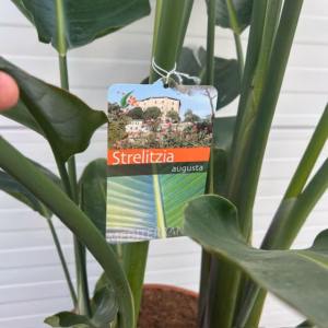 Strelitzia augusta (Paradijsvogelplant)