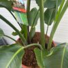 Strelitzia augusta (Paradijsvogelplant)