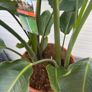 Strelitzia augusta (Paradijsvogelplant)