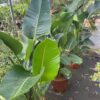 Strelitzia augusta (Paradijsvogelplant)