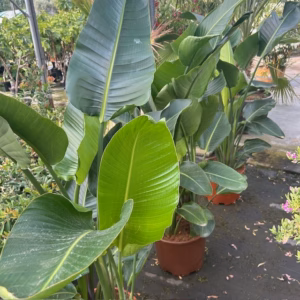 Strelitzia augusta (Paradijsvogelplant)