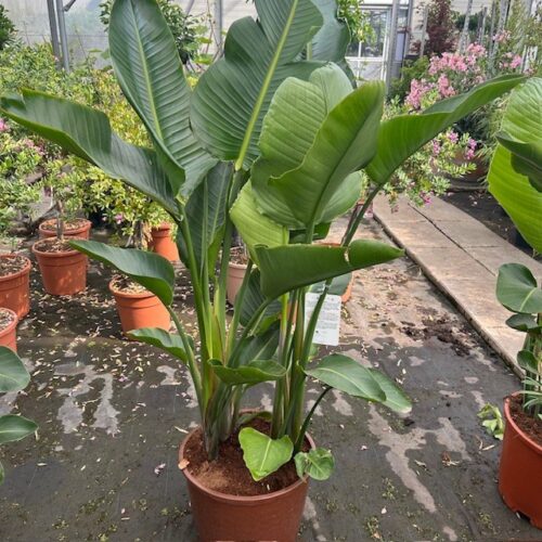 Strelitzia augusta (Paradijsvogelplant)