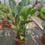 Strelitzia augusta (Paradijsvogelplant)