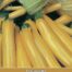 Courgette Yellowstar F1 zaaizaad
