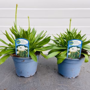 Armeria Ballerina White (Engels Gras)