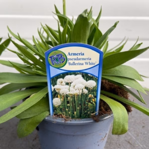 Armeria Ballerina White (Engels Gras)