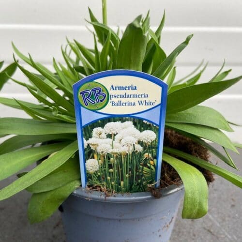 Armeria Ballerina White (Engels Gras)