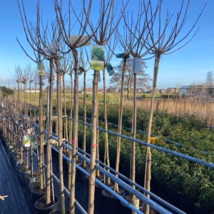 Catalpa bignonioides Nana (Boltrompetboom) op stam 180 cm