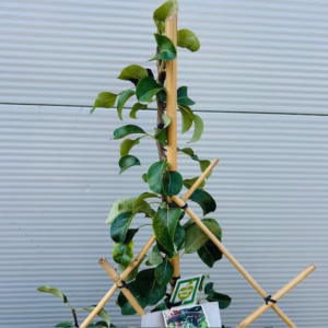 Perenboom 'Doyenne du Comice' laagstam Leiboom
