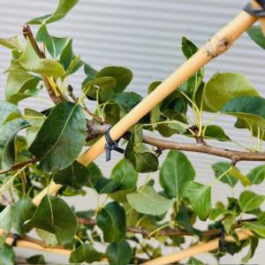 Perenboom 'Doyenne du Comice' laagstam Leiboom