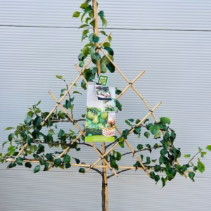Perenboom 'Doyenne du Comice' laagstam Leiboom