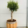 3/4 portvat van 120 liter met olijfboom