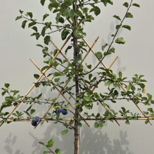 Pruimenboom 'Opal' Leiboom