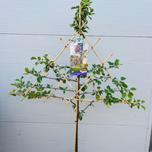 Pruimenboom 'Opal' Leiboom